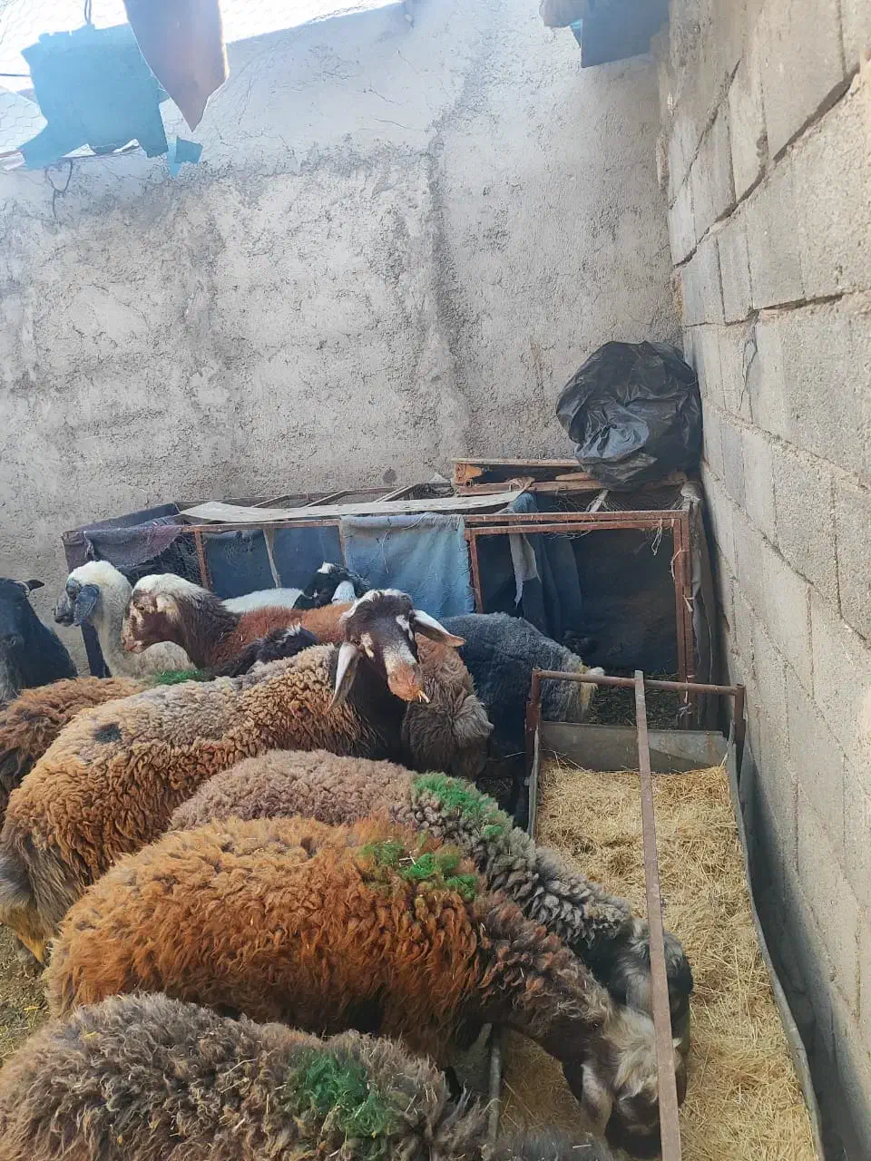 بره قوچ افشاری|حیوانات مزرعه|کهریزک, |دیوار