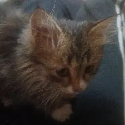 واگزاری بچه گربه ملوس وخوشگل|گربه|یزد, |دیوار