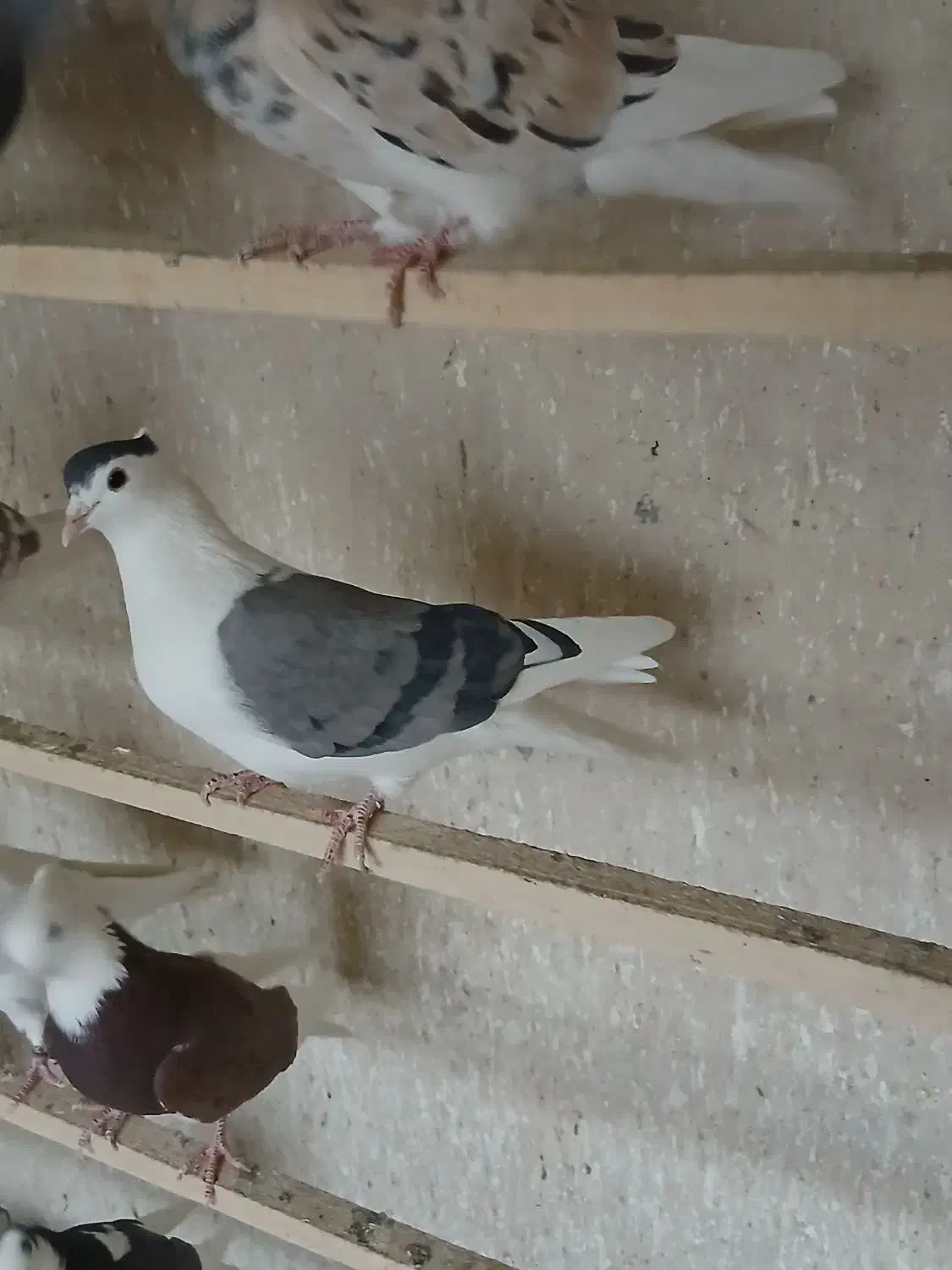 کبوتر پلاس کاکلی ماده|پرنده|قم, باغ کرباسی|دیوار