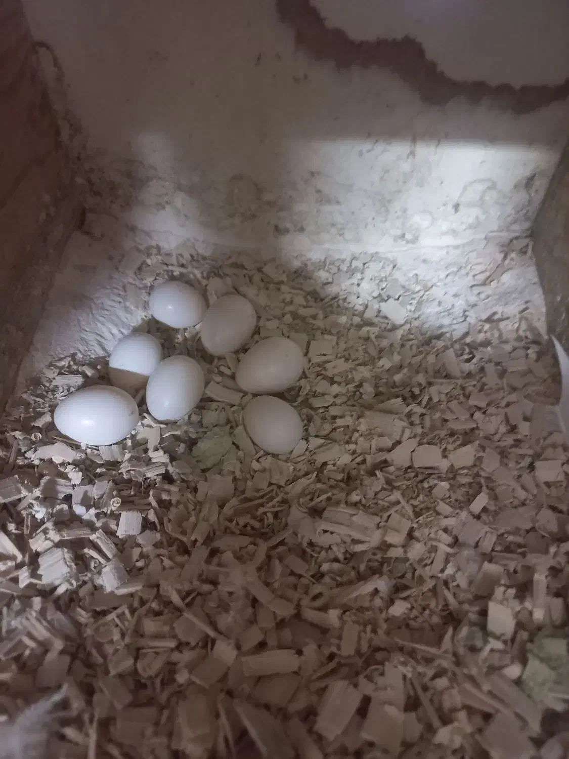 عروس هلندی کوتوله جفت رو تخم جوجه معاوضه باگرینچیک|پرنده|مشهد, مهدی آباد (بلوار توس)|دیوار