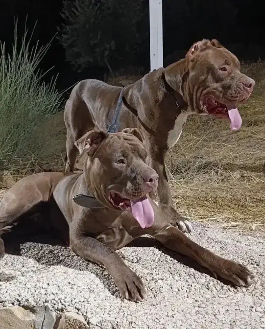 سگ پیتبول بمب|سگ|شیراز, میانرود|دیوار