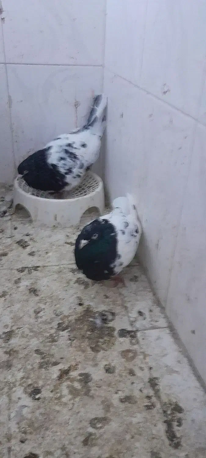 کفتر|پرنده|سبزوار, امام خمینی (ناوی)|دیوار