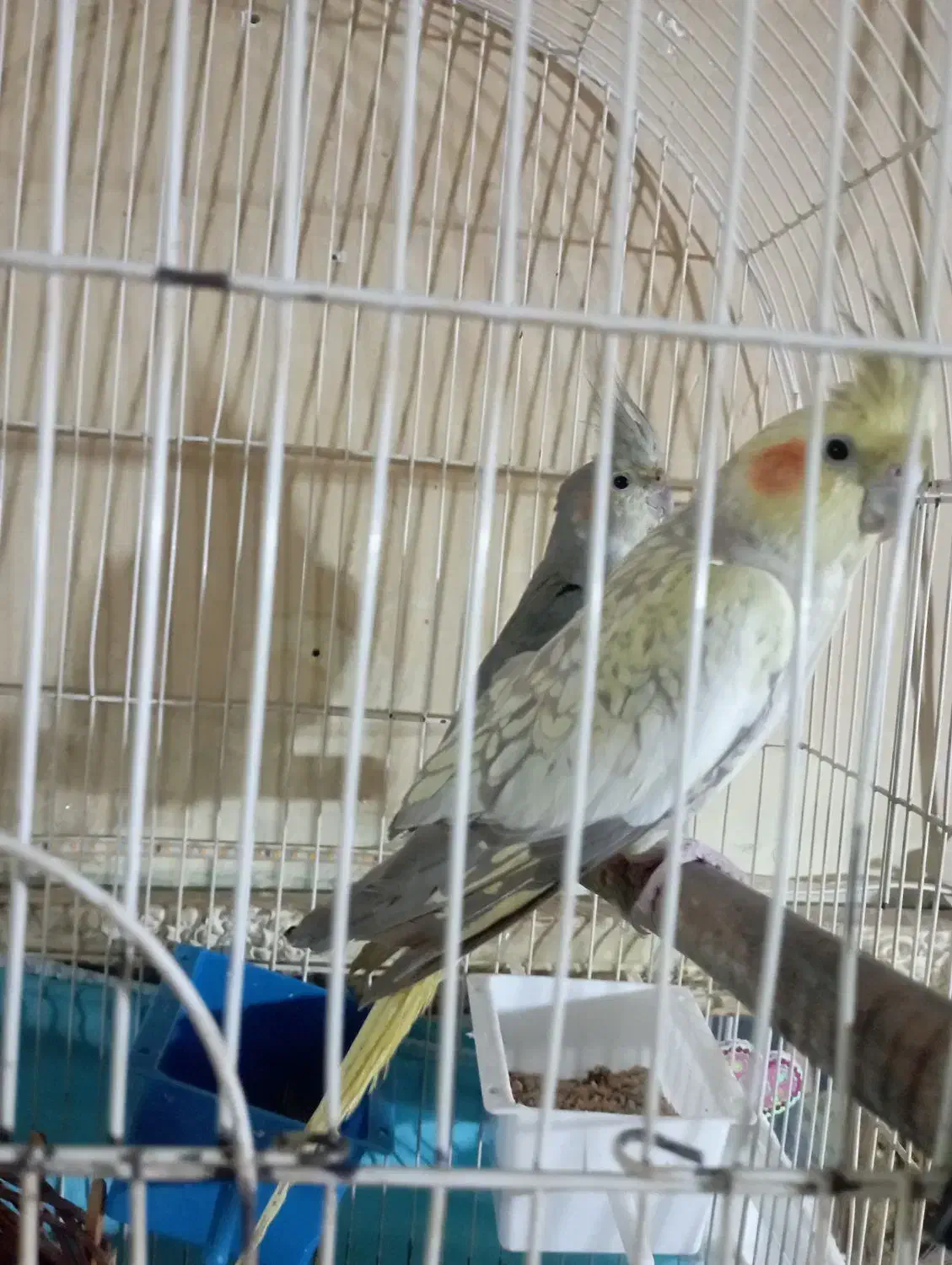 یک جفت عروس هلندی|پرنده|کرمان, |دیوار