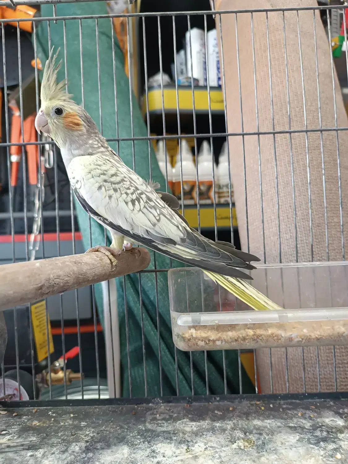 جوجه عروس هلندی گلباقالی و سیامون|پرنده|بیرجند, |دیوار