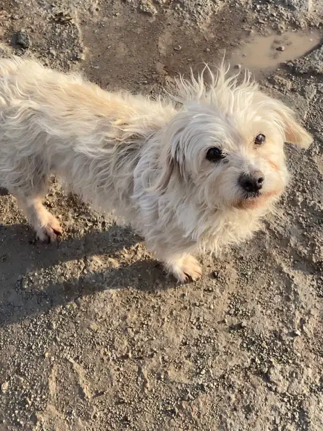 سگ خونگی|سگ|قزوین, |دیوار