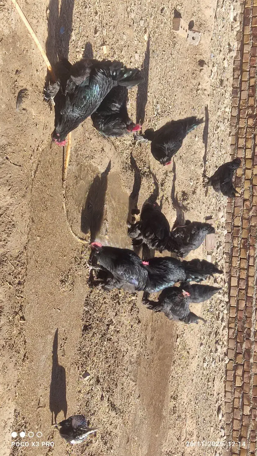 خروس جوان مرندی اصل وباکیفیت|حیوانات مزرعه|تایباد, |دیوار