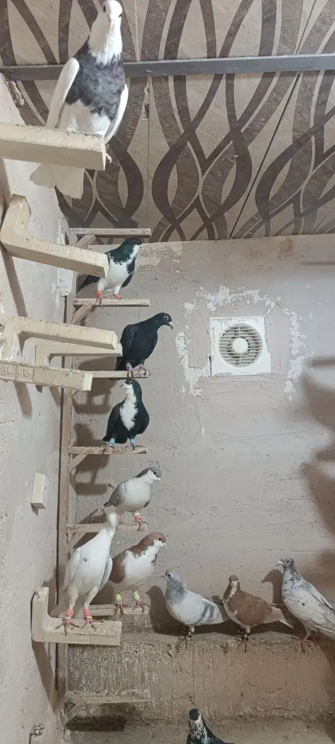 کبوتر رنگی|پرنده|اردکان, |دیوار