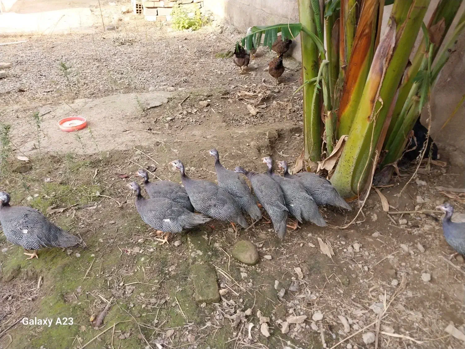 مرغ شاخدار ( سیساک )|حیوانات مزرعه|آمل, |دیوار