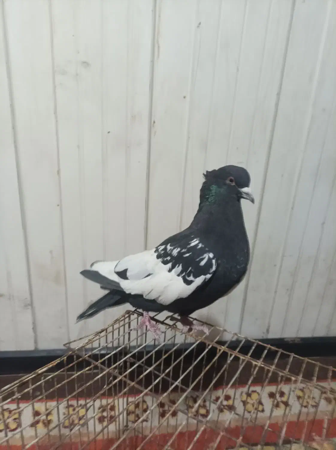 قفس پرنده.کبوتر|پرنده|صدرا-فارس, فاز ۱|دیوار