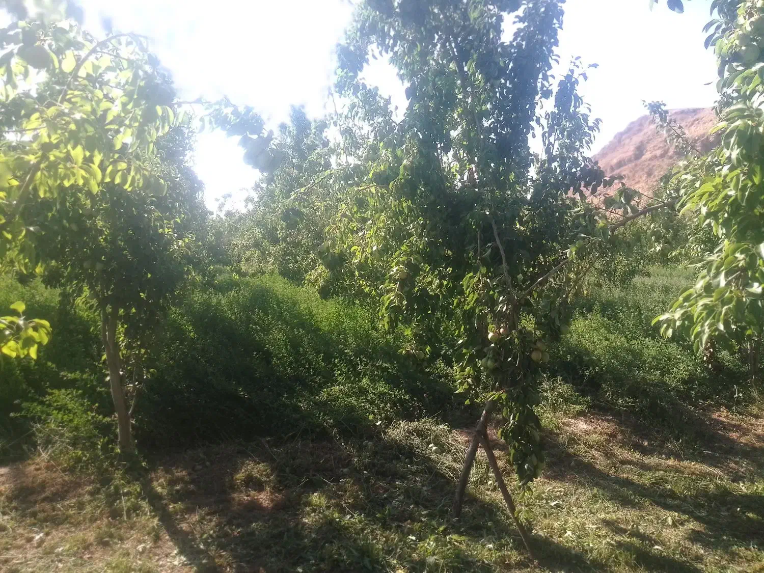 باغ فروشی|فروش دفتر صنعتی، کشاورزی، تجاری|مشهد, کارده|دیوار