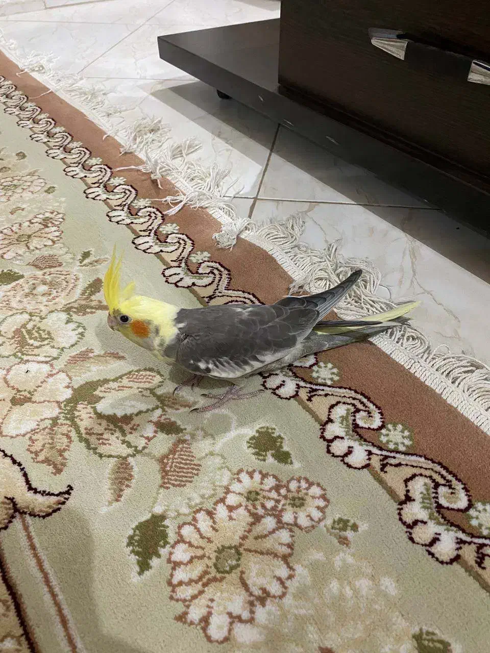 عروس هلندی|پرنده|رشت, جهاد|دیوار