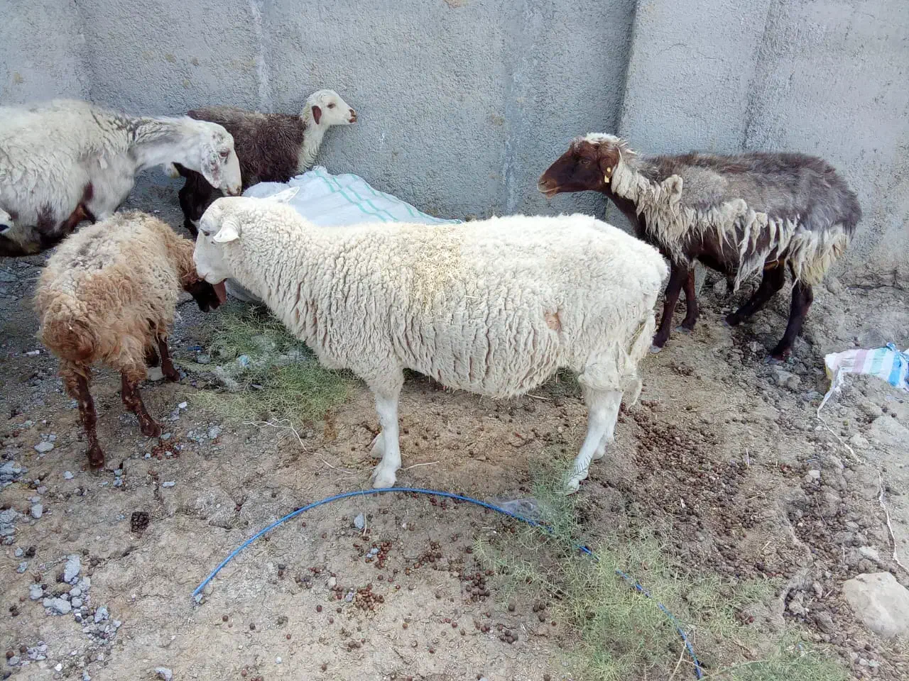 میش بره و قوچ رومن|حیوانات مزرعه|صفادشت, |دیوار