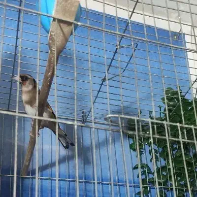 سهره ماده سهره نر|پرنده|قدس, شهرقدس|دیوار