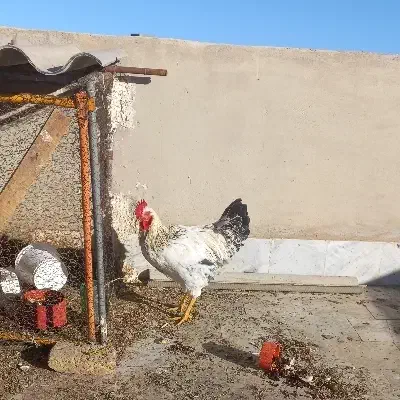 خروس جوان صددرصد ارگانیک و درجه یک|حیوانات مزرعه|شاهرود, |دیوار