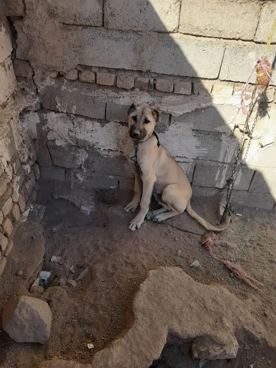 توله سرابی|سگ|سلطانیه, |دیوار