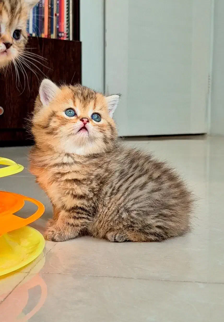 بریتیش عروسکی|گربه|کرج, گلستان|دیوار