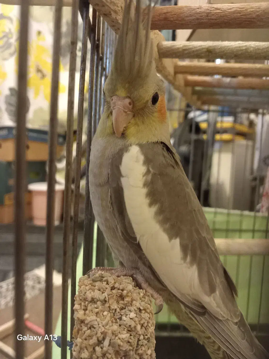 عروس هلندی سینامون نر|پرنده|پاکدشت, شهرک امام رضا|دیوار