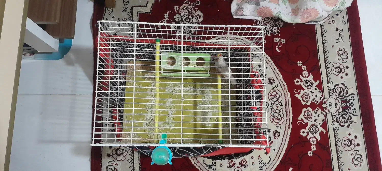 فنچ نر|پرنده|تهران, تهرانسر شمالی|دیوار