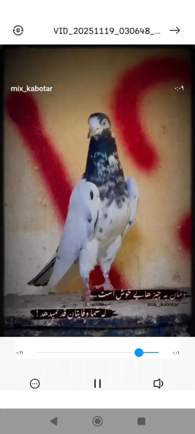 کبوتر|پرنده|میناب, |دیوار