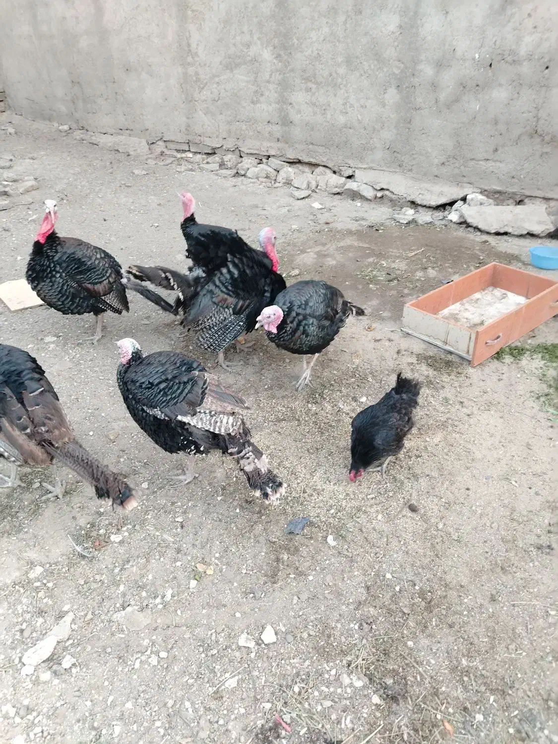 بوقلمون نر محلی|حیوانات مزرعه|بوکان, |دیوار