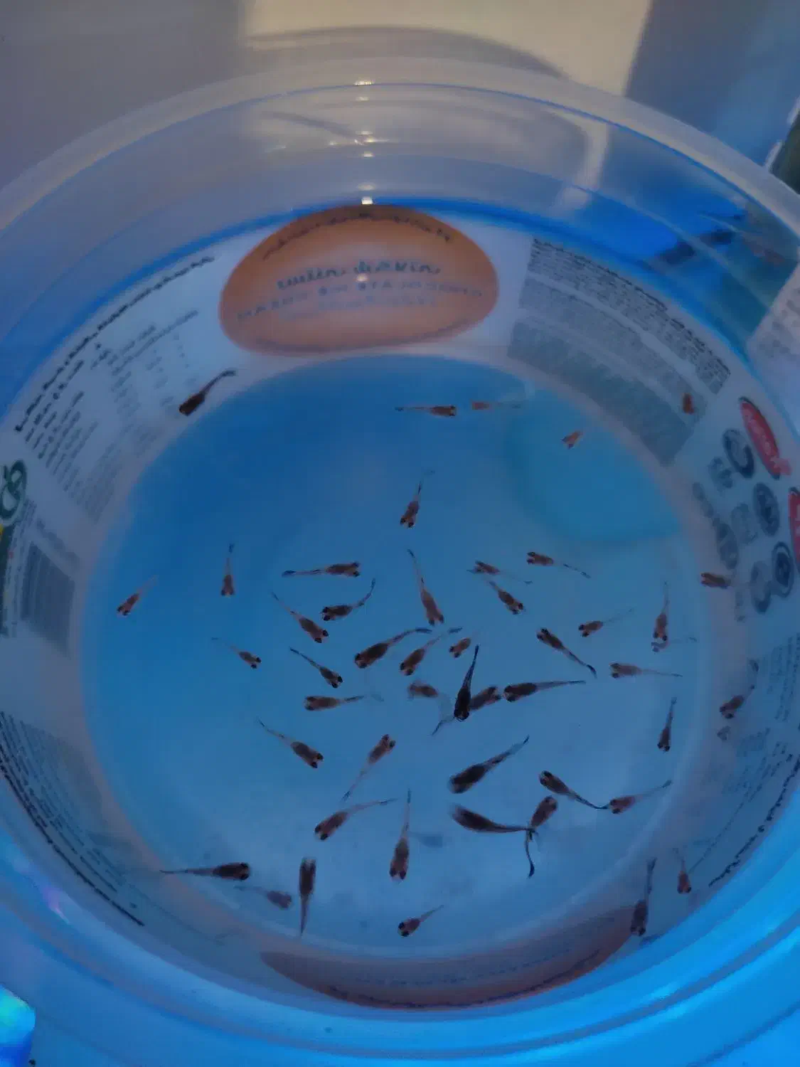 ماهی کالر و کپی|ماهی|ارومیه, |دیوار