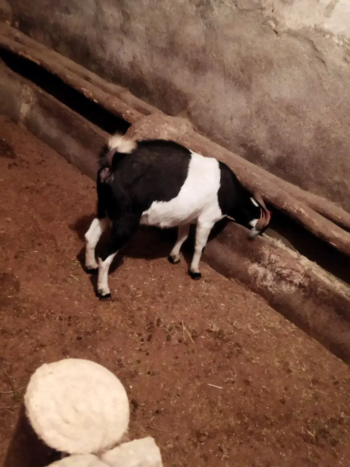 بزبز|حیوانات مزرعه|ملایر, |دیوار