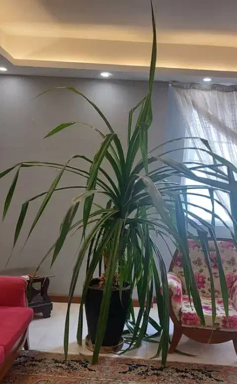 گلدان طبیعی پاندانوس|گل و گیاه طبیعی|پردیس, فاز ۸|دیوار