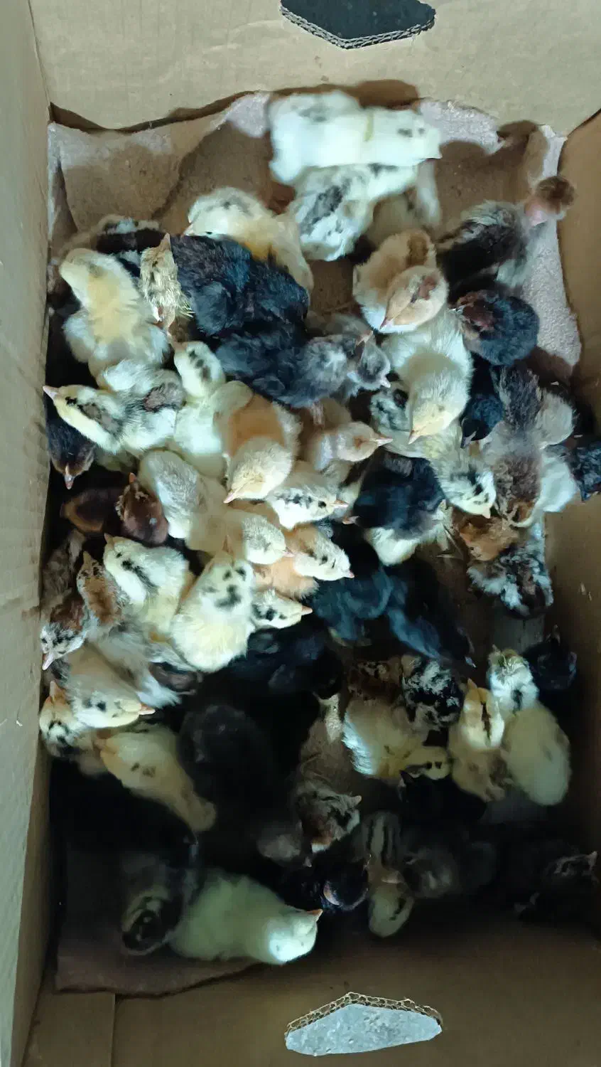 جوجه محلی|حیوانات مزرعه|دهدشت, |دیوار