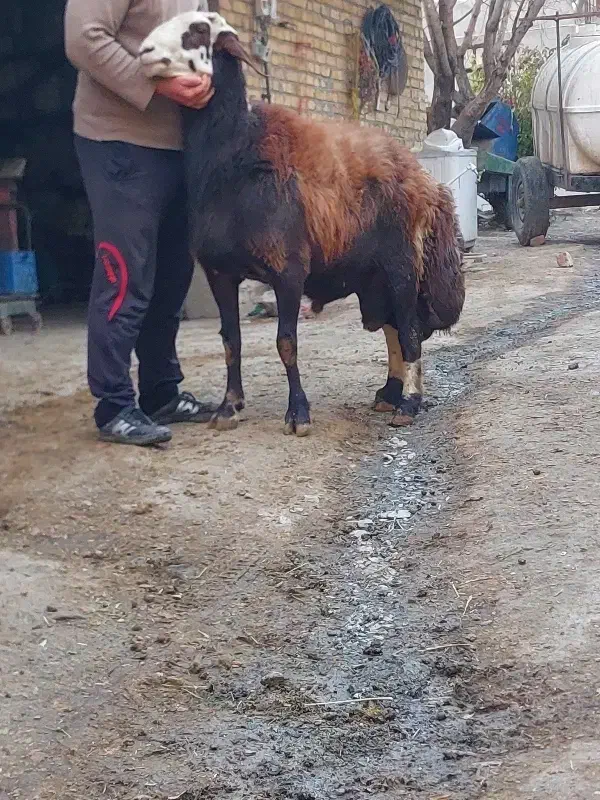 قوچ پلنگی|حیوانات مزرعه|ملایر, |دیوار