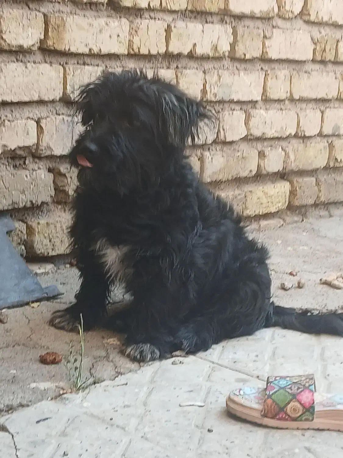 سگ پاپی|سگ|مبارکه, |دیوار