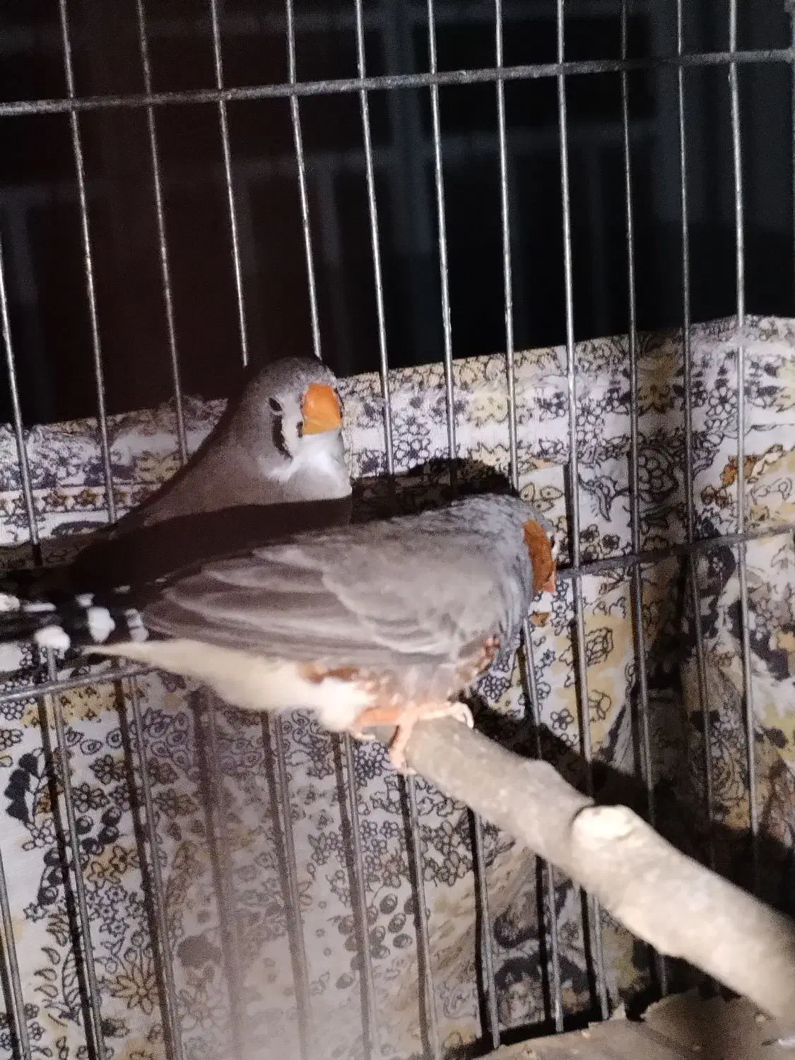 یک جفت فنچ|پرنده|مرودشت, کناره|دیوار