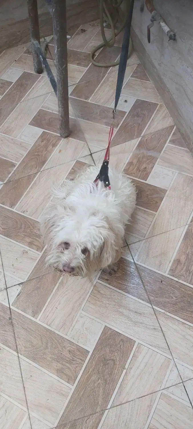 سگ تمیز درجه یک|سگ|کارون, |دیوار