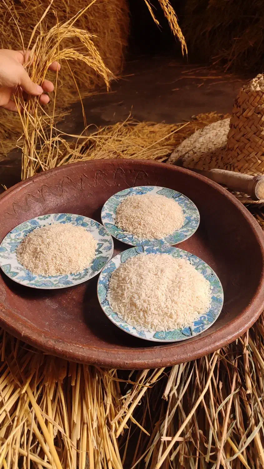 برنج درشت،سرلاشه و نیم دانه هاشمی مستقیم از کشاورز|خوردنی و آشامیدنی|رشت, آزادگان|دیوار