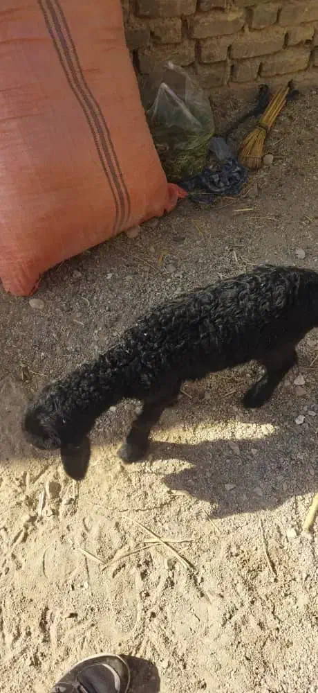 کهره و بره شیر خوار و علفخوار|حیوانات مزرعه|شیراز, شاپورجان|دیوار