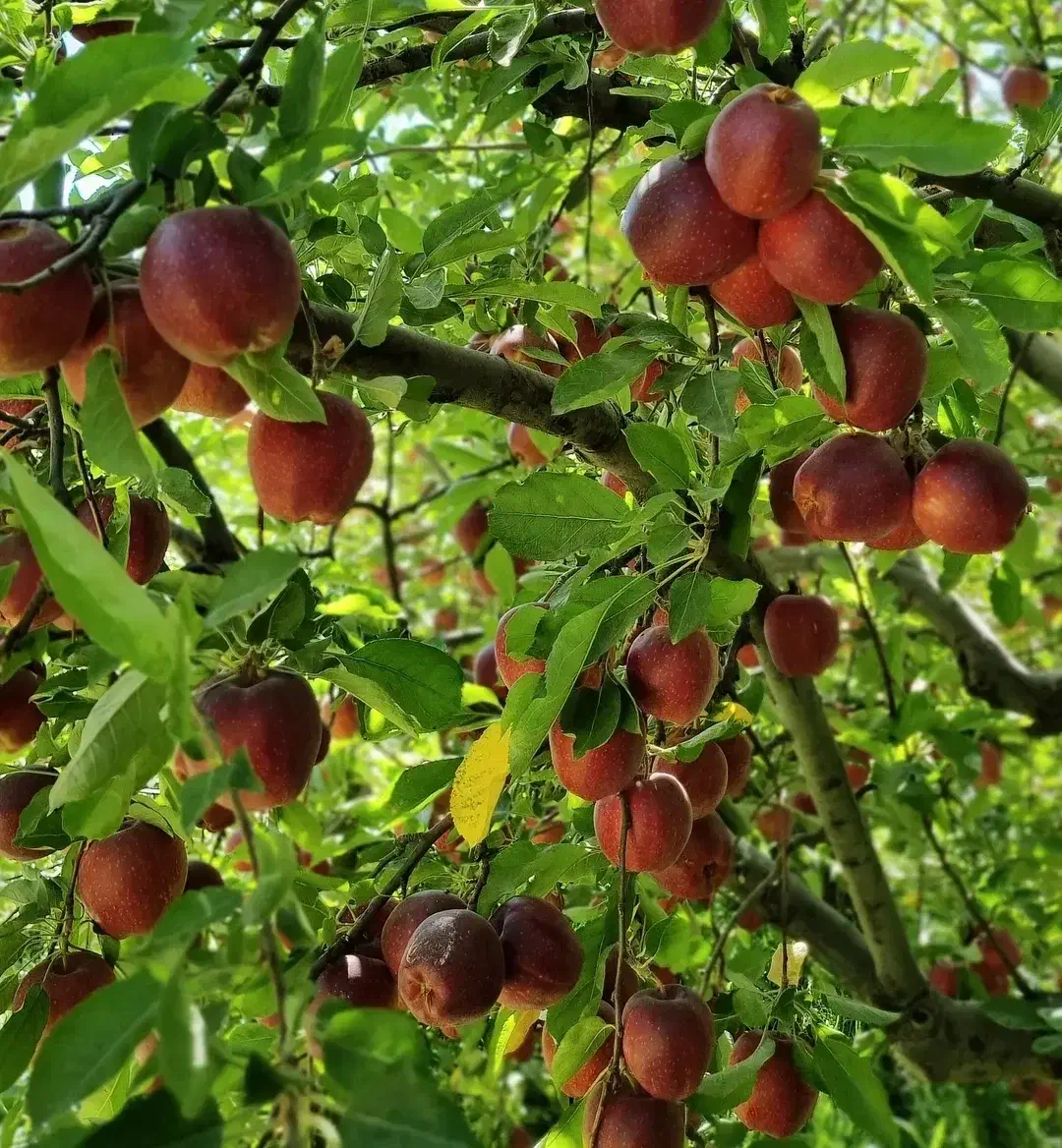 پیشفروش و فروش انواع  نهال سیب و بادام|خدمات باغبانی و درختکاری|سمیرم, |دیوار