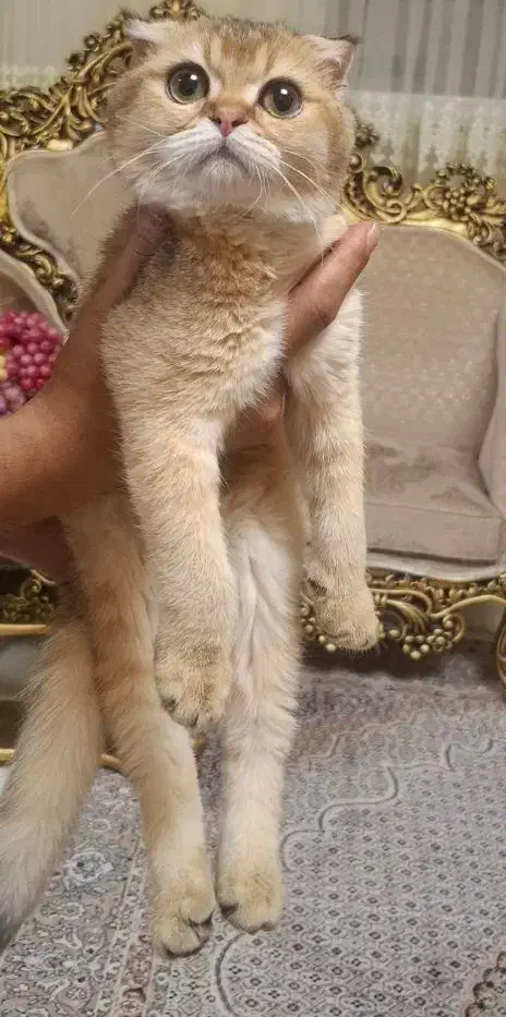 گربه اسکاتیش ۳ماهه|گربه|تبریز, |دیوار