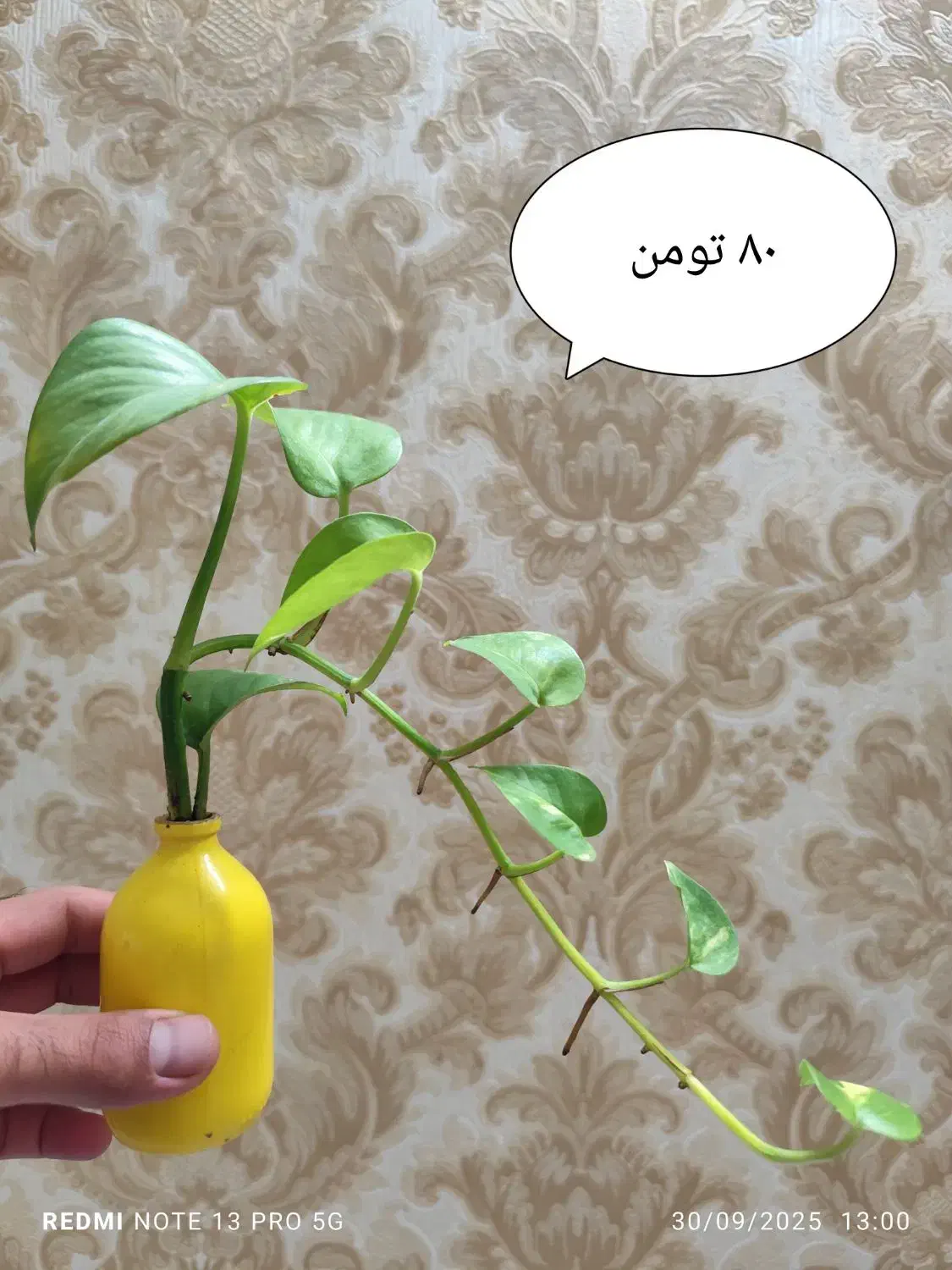 پتوس فرانسوی گل ارزون و جذاب واسه میز کارت|گل و گیاه طبیعی|آمل, |دیوار