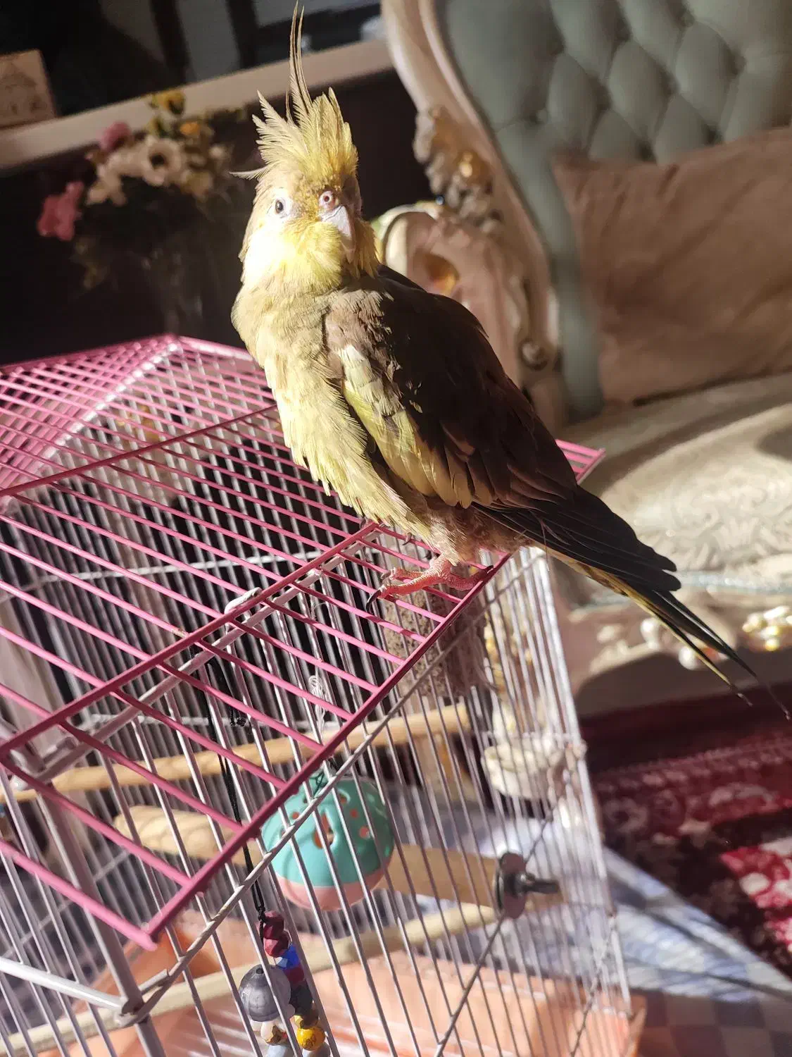 عروس هلندی|پرنده|رباط‌کریم, رباط‌کریم|دیوار