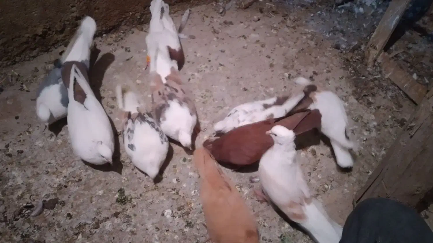 کبوتردرکبوتر|پرنده|بروجرد, |دیوار