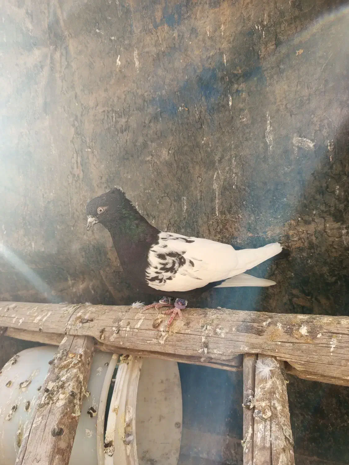 کبوتر سینه سیاه|پرنده|قرچک, مهدیه|دیوار