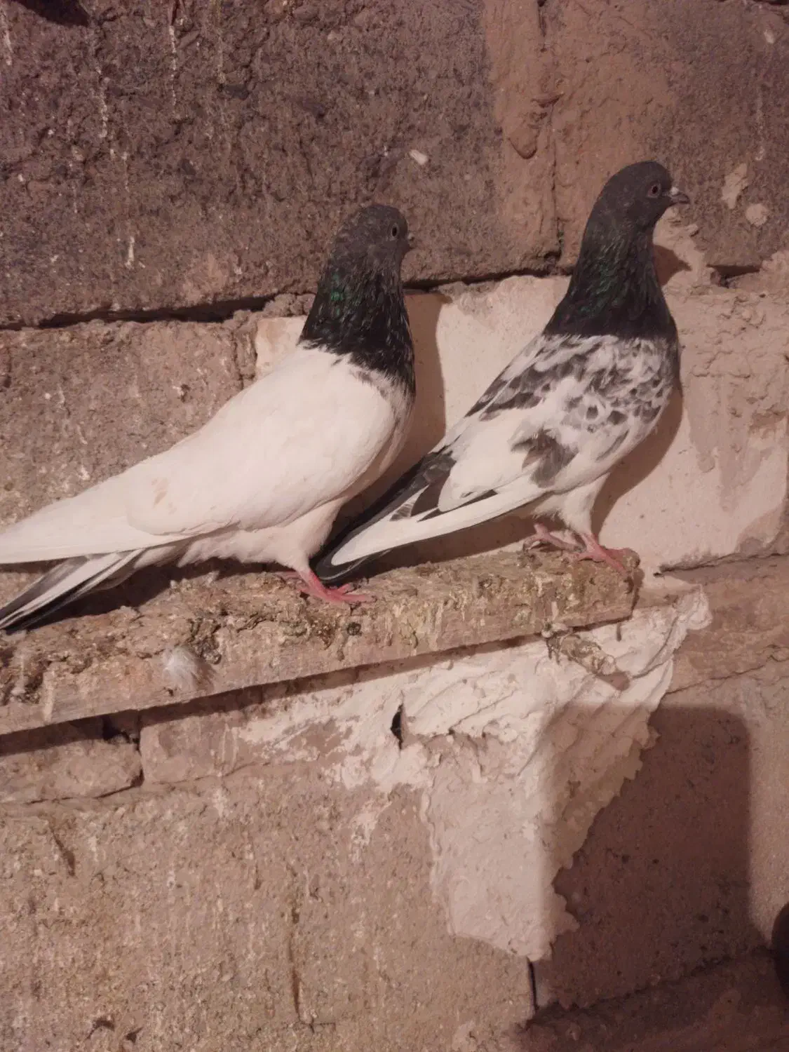 تعداد ۳۰ عدد کبوتر کله ای|پرنده|لیلان, |دیوار