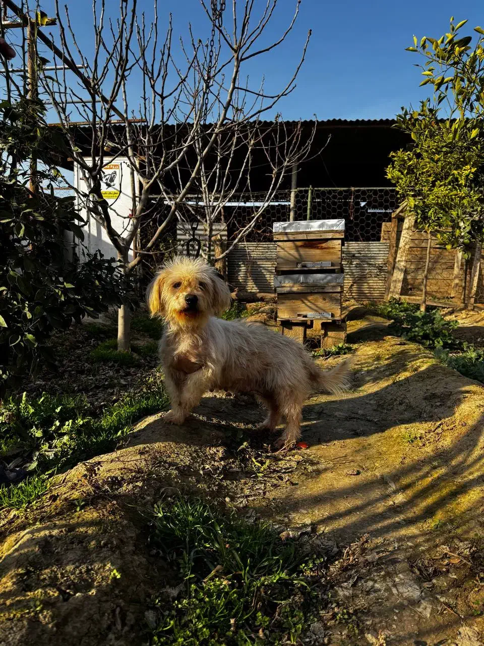 پاکوتاه سفید ماده|سگ|گنبد کاووس, |دیوار