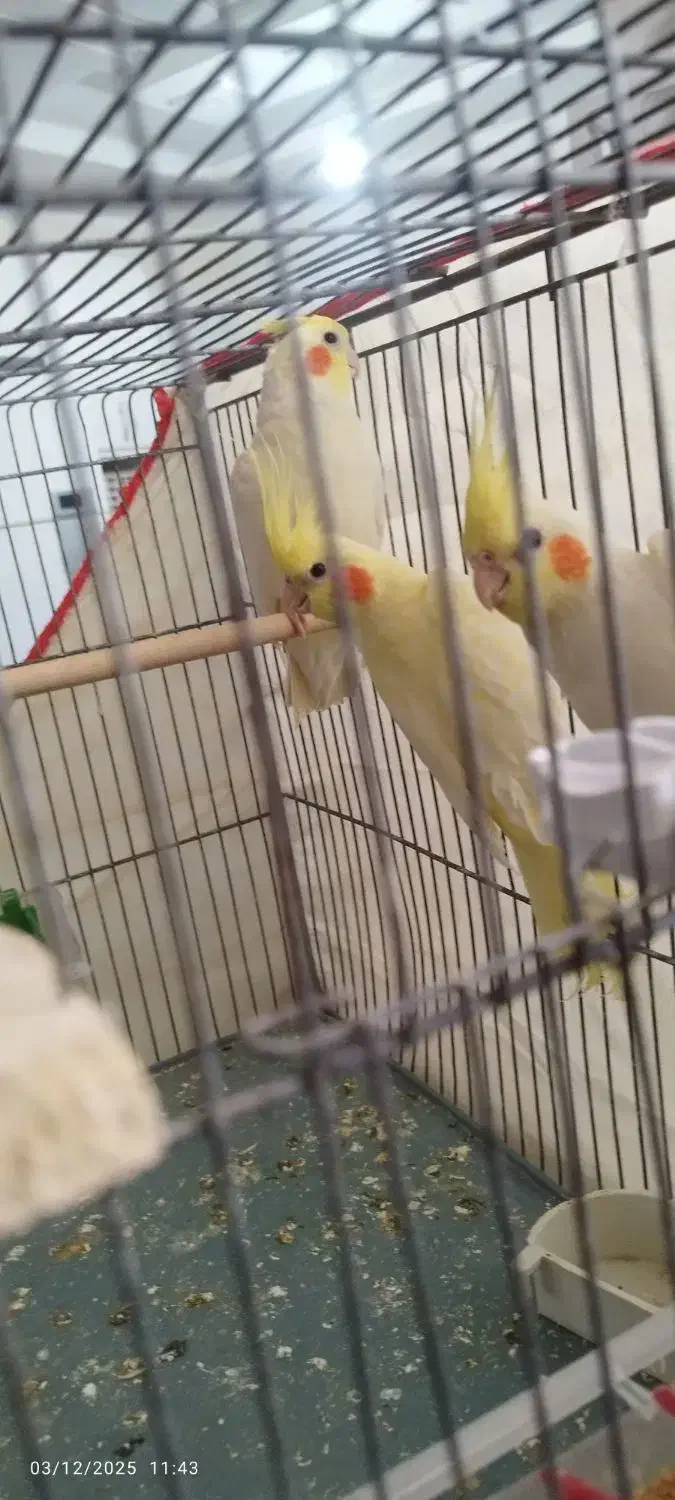 عروس هلندی لوتینو|پرنده|کرمان, |دیوار