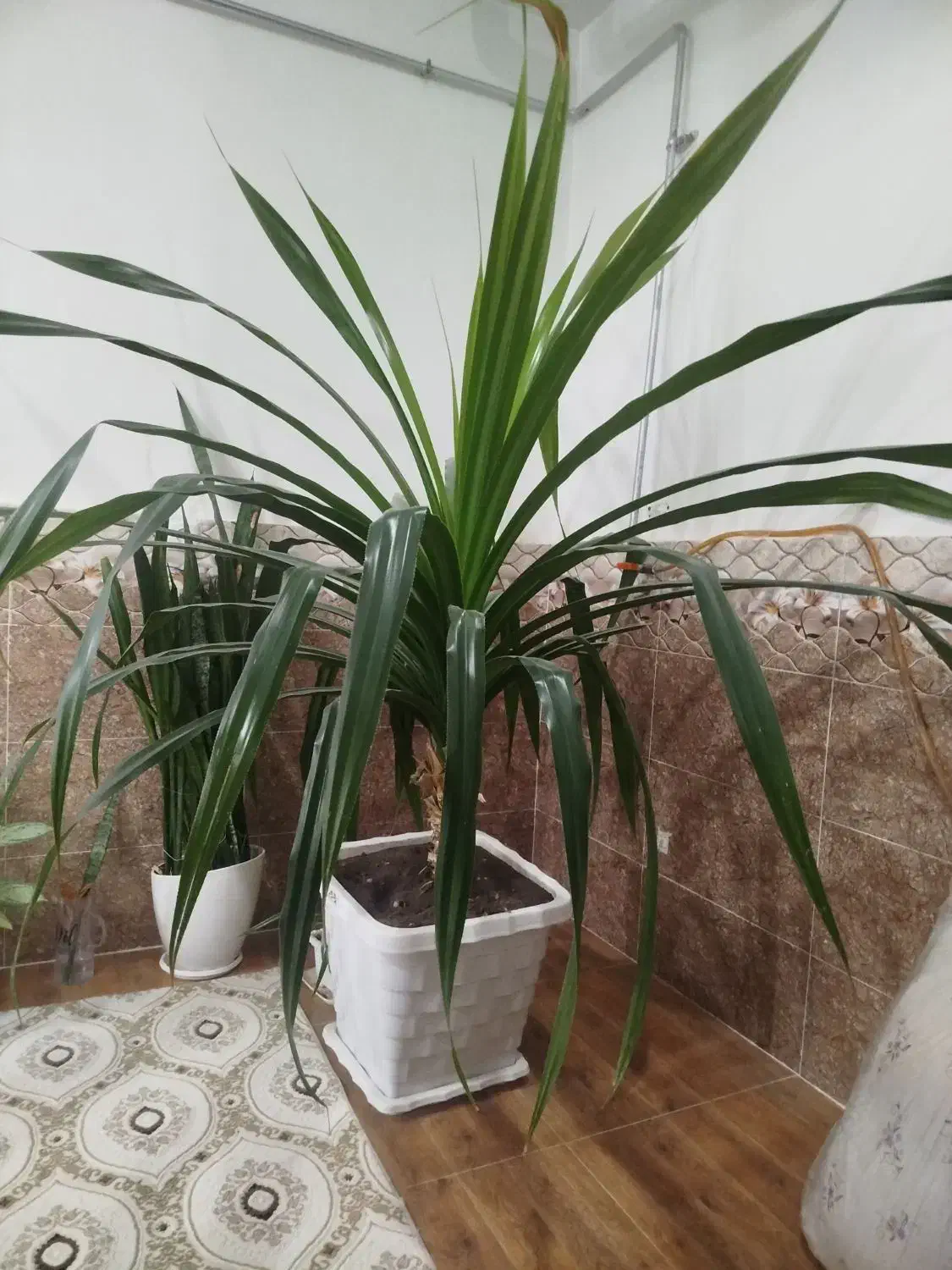 فروش گل خانگی|گل و گیاه طبیعی|پیرانشهر, |دیوار