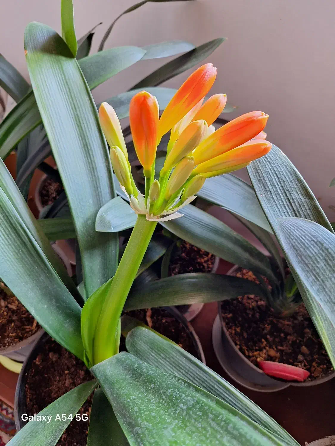 گل خورشیدی|گل و گیاه طبیعی|سنگر, |دیوار