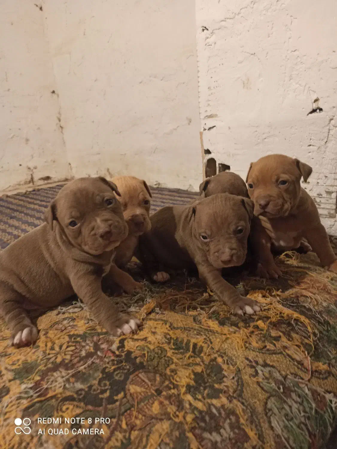 پیتپول|سگ|جوین, |دیوار