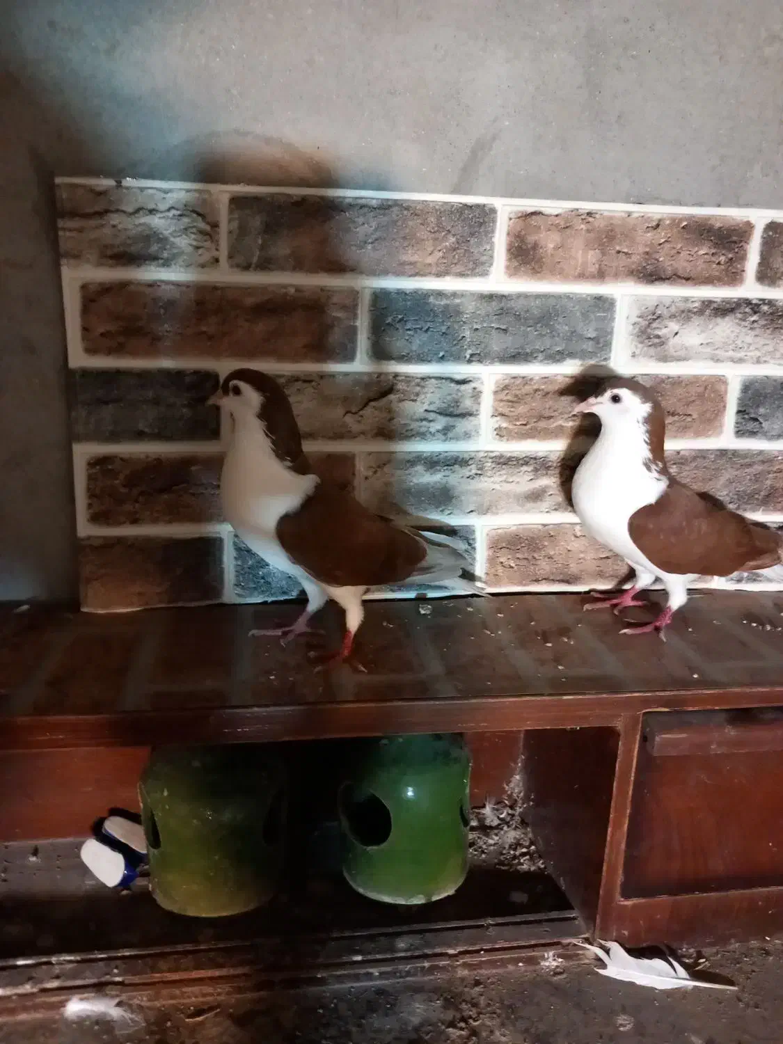 کبوتر چادری یا افشون|پرنده|بندر انزلی, سید آسیه|دیوار