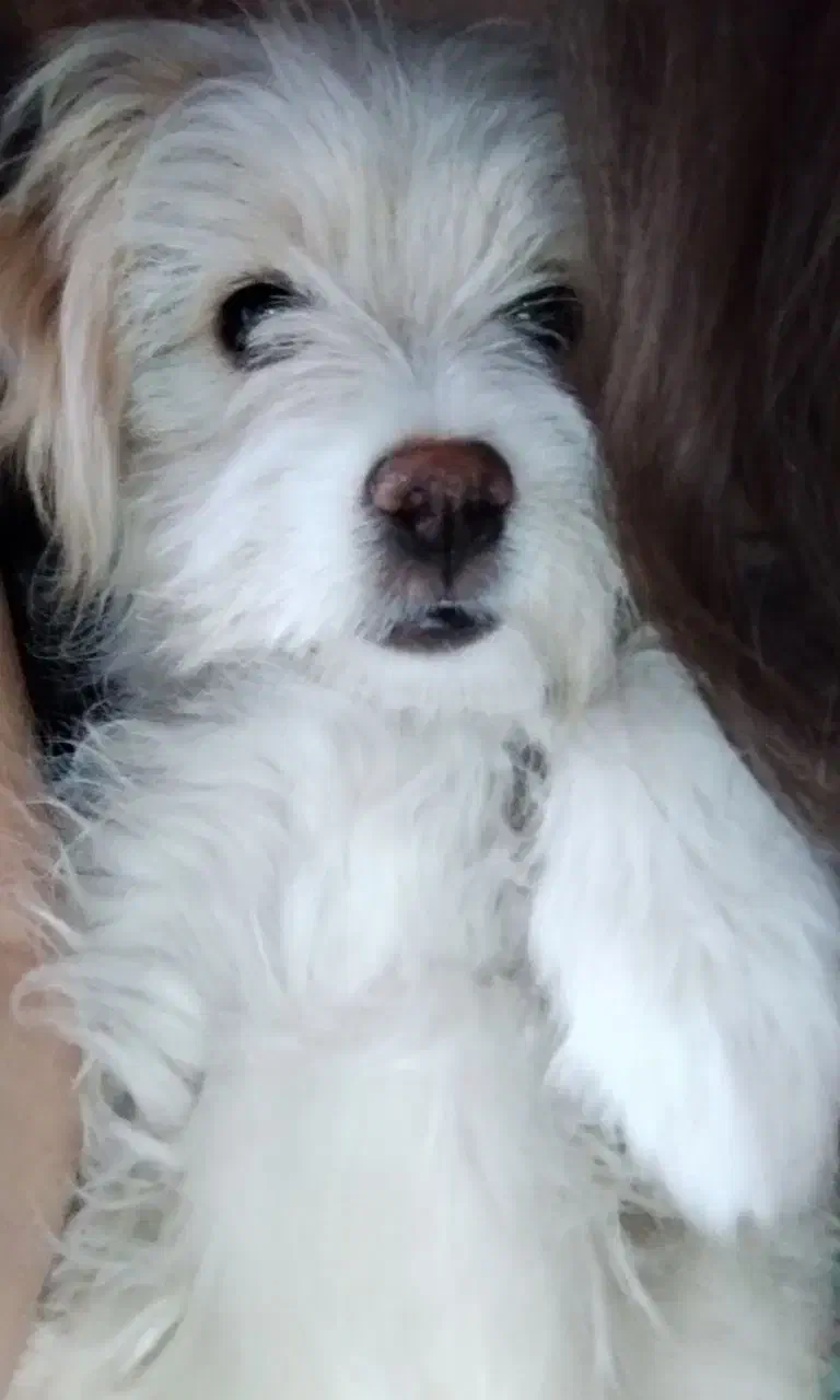 سگ شیتزو|سگ|شاهین‌شهر, شهرک ردانی پور|دیوار