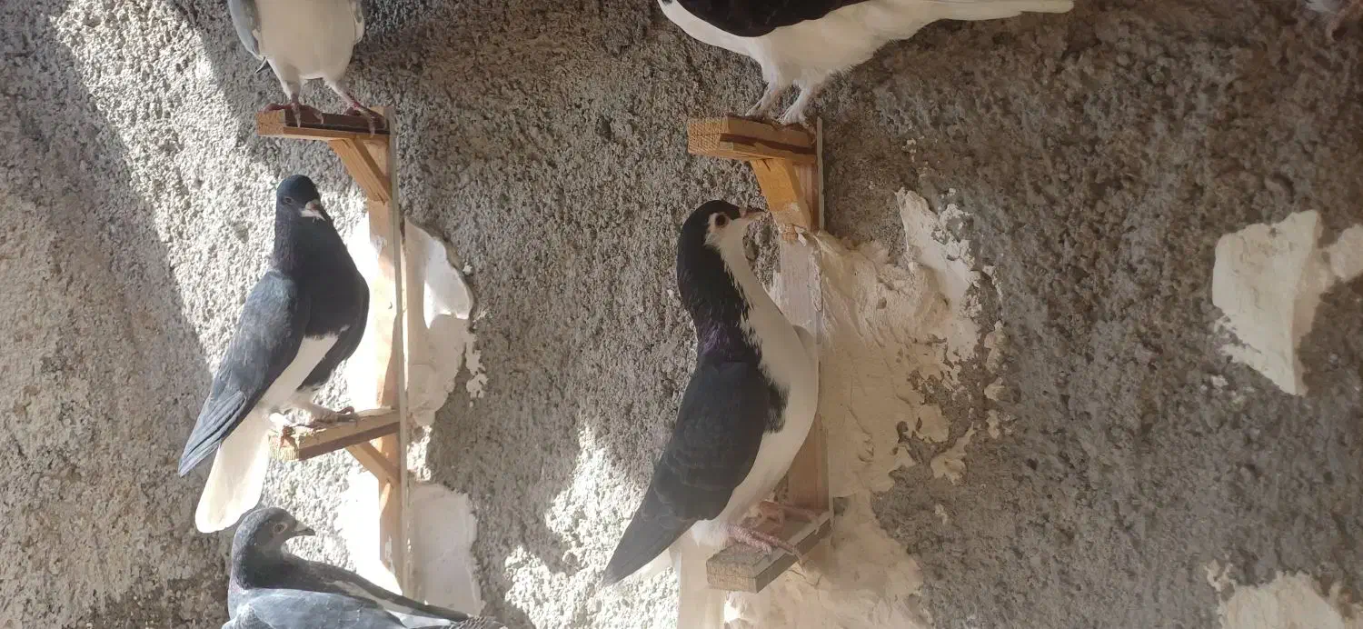 ساده سیاه|پرنده|ملکآباد, |دیوار