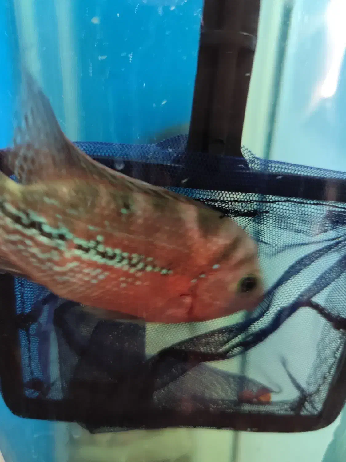 هیبرید کامفا و ویجا (سوپر رد کامفا)|ماهی|فردیس, شهرک راه آهن|دیوار